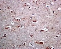 Immunohistochemistry (Formalin/PFA-fixed paraffin-embedded sections) - Anti-FAAH1 antibody [EPR7549] - BSA and Azide free (AB248219)