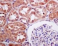 Immunohistochemistry (Formalin/PFA-fixed paraffin-embedded sections) - Anti-FAAH1 antibody [EPR7549] - BSA and Azide free (AB248219)