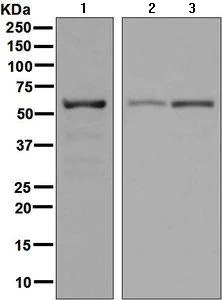 Western blot - Anti-FAAH1 antibody [EPR7549] - BSA and Azide free (AB248219)