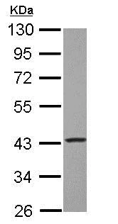 Western blot - Anti-FABP-1 antibody (AB153924)