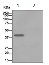 Immunoprecipitation - Anti-FABP-1 antibody [EPR12354(B)] (AB171739)