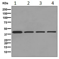 Western blot - Anti-FABP-1 antibody [EPR12354(B)] (AB171739)