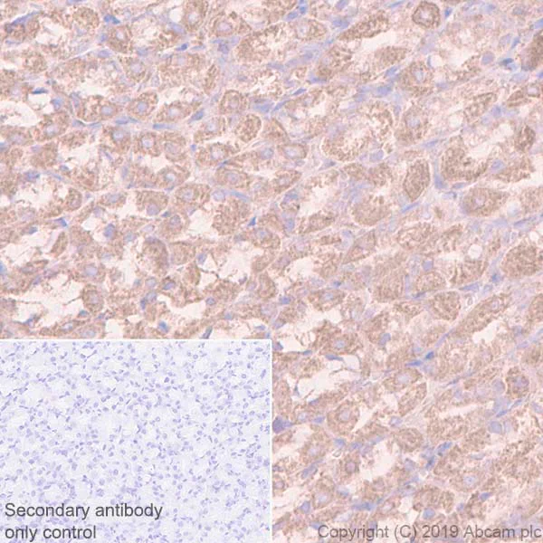 Immunohistochemistry (Formalin/PFA-fixed paraffin-embedded sections) - Anti-FABP-1 antibody [EPR12354(B)] - BSA and Azide free (AB240164)