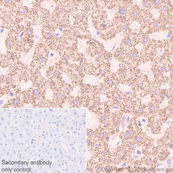 Immunohistochemistry (Formalin/PFA-fixed paraffin-embedded sections) - Anti-FABP-1 antibody [EPR12354(B)] - BSA and Azide free (AB240164)