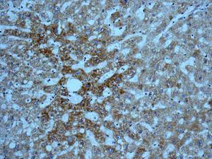 Immunohistochemistry (Formalin/PFA-fixed paraffin-embedded sections) - Anti-FABP-1 antibody [EPR12355(B)] - BSA and Azide free (AB250167)