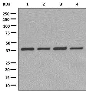 Western blot - Anti-FABP-1 antibody [EPR12355(B)] - BSA and Azide free (AB250167)