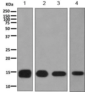 Western blot - Anti-FABP12 antibody [EPR10536] (AB155089)