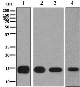Western blot - Anti-FABP12 antibody [EPR10536] - BSA and Azide free (AB249184)