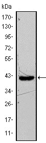 Western blot - Anti-FABP4 antibody [9B8D] (AB93945)