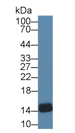 Western blot - Anti-FABP4 antibody (AB231067)