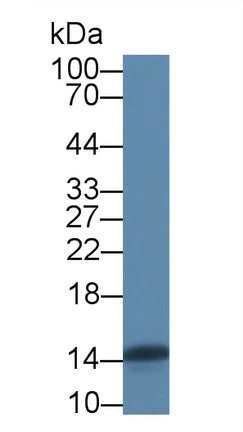 Western blot - Anti-FABP4 antibody (AB231067)