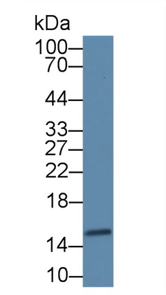 Western blot - Anti-FABP4 antibody (AB231067)