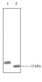 Western blot - Anti-FABP4 antibody (AB23693)