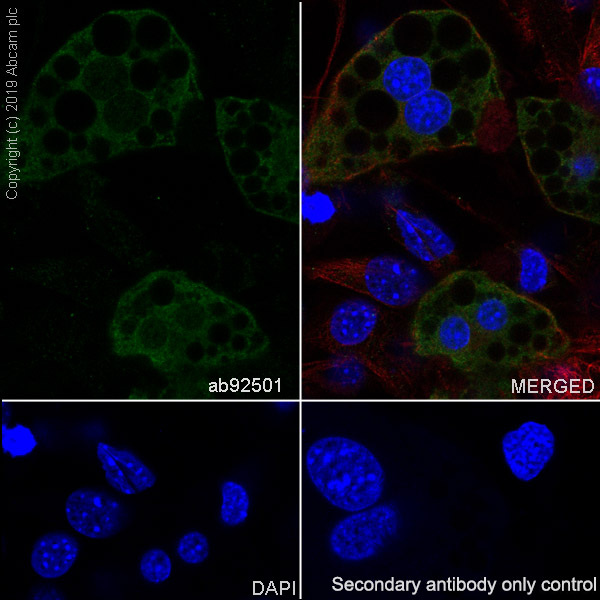 Immunocytochemistry/ Immunofluorescence - Anti-FABP4 antibody [EPR3579] (AB92501), expandable thumbnail