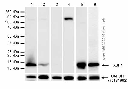 Western blot - Anti-FABP4 antibody [EPR3579] (AB92501), expandable thumbnail