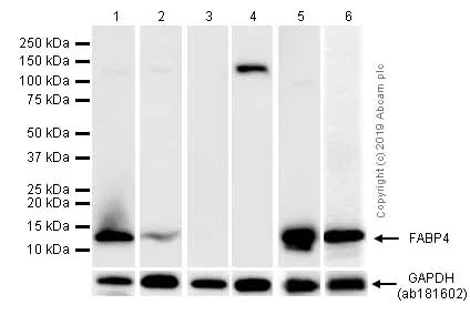 Western blot - Anti-FABP4 antibody [EPR3579] - BSA and Azide free (AB219595)