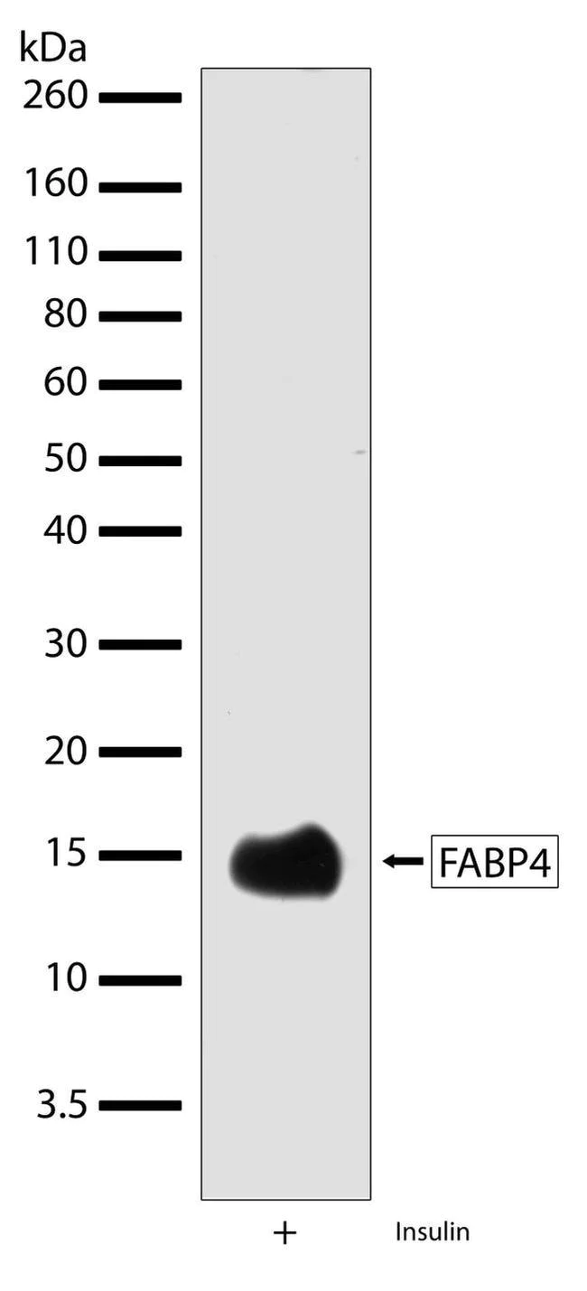 Western blot - Anti-FABP4 antibody [RP23040040] (AB308110)