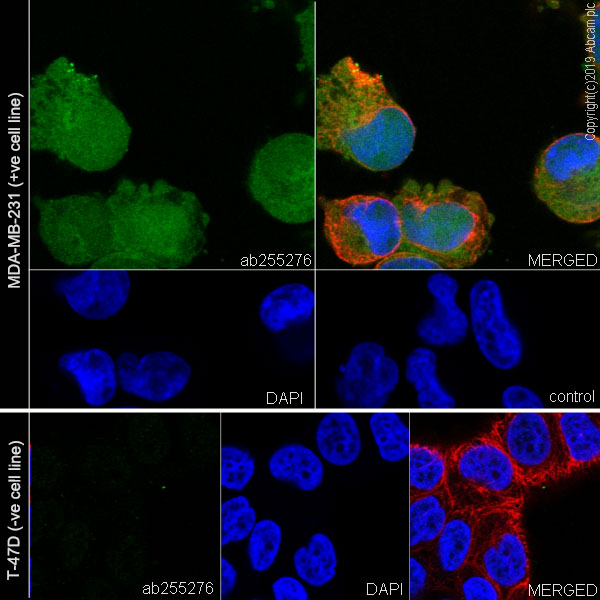 Immunocytochemistry/ Immunofluorescence - Anti-FABP5 antibody [EPR22552-64] - BSA and Azide free (AB255291), expandable thumbnail