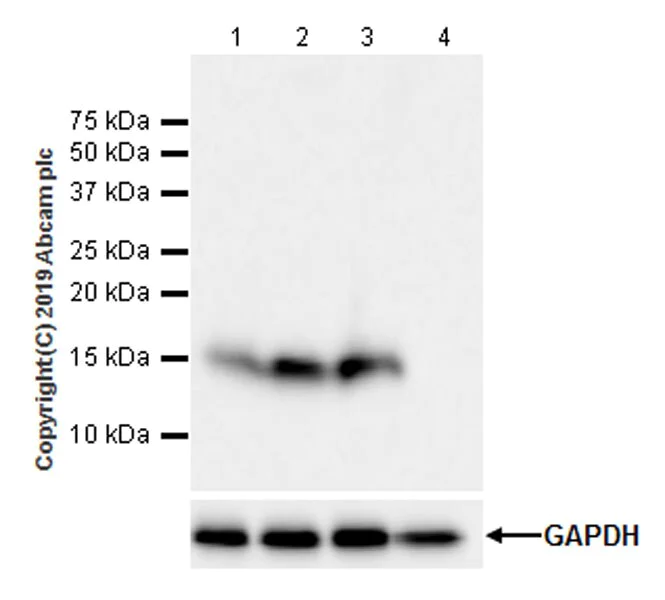 Western blot - Anti-FABP5 antibody [EPR22552-64] - BSA and Azide free (AB255291)