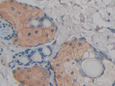 Immunohistochemistry (Formalin/PFA-fixed paraffin-embedded sections) - Anti-FABP9 antibody (AB231531)