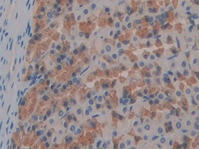 Immunohistochemistry (Formalin/PFA-fixed paraffin-embedded sections) - Anti-FABP9 antibody (AB231531)
