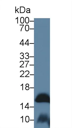Western blot - Anti-FABP9 antibody (AB231531)
