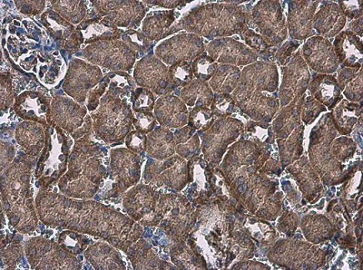 Immunohistochemistry (Formalin/PFA-fixed paraffin-embedded sections) - Anti-FACL4 antibody (AB227256)