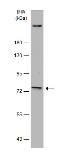 Western blot - Anti-FACL4 antibody (AB227256)