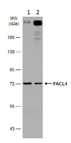 Western blot - Anti-FACL4 antibody (ab227256), expandable thumbnail