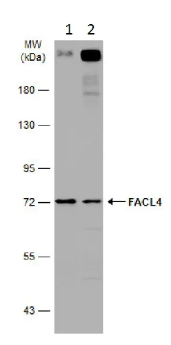 Western blot - Anti-FACL4 antibody (AB227256)