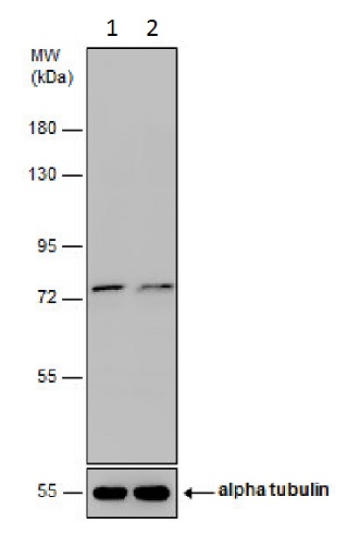 Western blot - Anti-FACL4 antibody (AB227256), expandable thumbnail