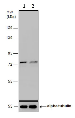 Western blot - Anti-FACL4 antibody (AB227256)