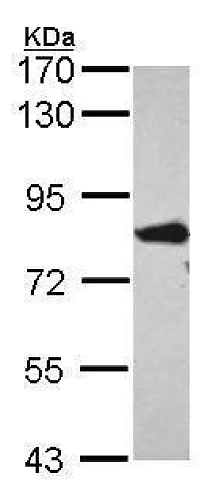 Western blot - Anti-FACL4 antibody (AB227256)