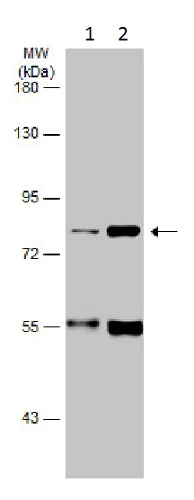 Western blot - Anti-FACL4 antibody (AB227256)
