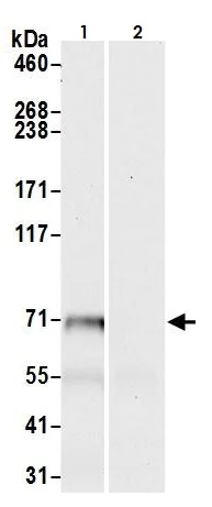 Immunoprecipitation - Anti-FACL4 antibody (AB264397)