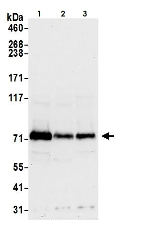 Western blot - Anti-FACL4 antibody (AB264397)