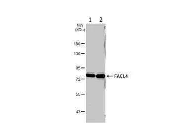 Western blot - Anti-FACL4 antibody - Carboxyterminal end (AB137525)