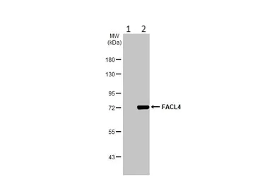 Western blot - Anti-FACL4 antibody - Carboxyterminal end (AB137525)