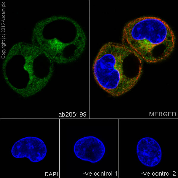 Immunocytochemistry/ Immunofluorescence - Anti-FACL4 antibody [EPR17587-42] (ab205199), expandable thumbnail