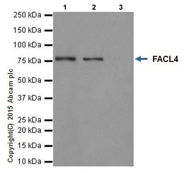 Immunoprecipitation - Anti-FACL4 antibody [EPR17587-42] (ab205199), expandable thumbnail