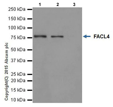 Immunoprecipitation - Anti-FACL4 antibody [EPR17587-42] (AB205199)