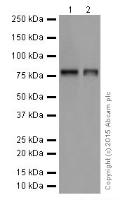 Western blot - Anti-FACL4 antibody [EPR17587-42] (AB205199), expandable thumbnail
