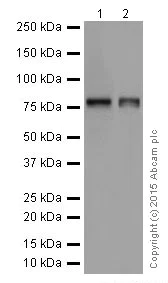 Western blot - Anti-FACL4 antibody [EPR17587-42] (AB205199)
