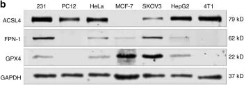 Western blot - Anti-FACL4 antibody [EPR17587-42] (AB205199)