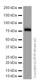 Western blot - Anti-FACL4 antibody [EPR17587-42] (AB205199)