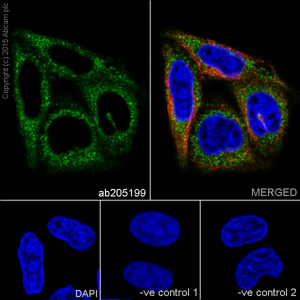 Immunocytochemistry/ Immunofluorescence - Anti-FACL4 antibody [EPR17587-42] - BSA and Azide free (AB251419)