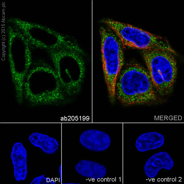 Immunocytochemistry/ Immunofluorescence - Anti-FACL4 antibody [EPR17587-42] - BSA and Azide free (AB251419)