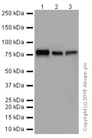 Western blot - Anti-FACL4 antibody [EPR17587-42] - BSA and Azide free (AB251419)