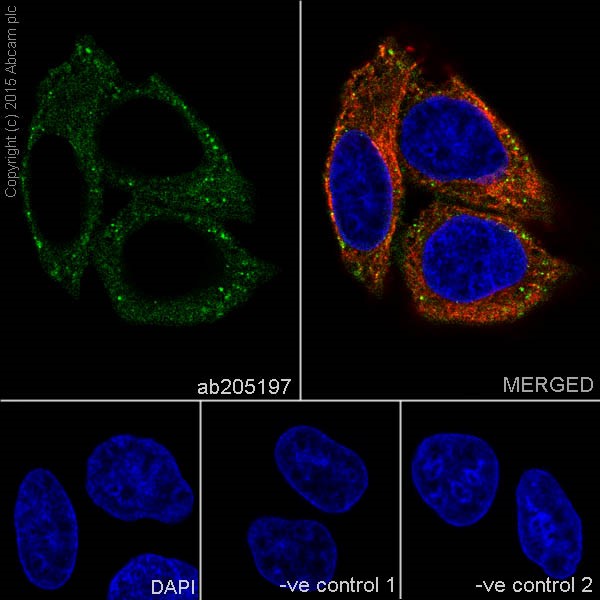 Immunocytochemistry/ Immunofluorescence - Anti-FACL4 antibody [EPR17587] (AB205197), expandable thumbnail