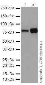 Western blot - Anti-FACL4 antibody [EPR17587] (AB205197), expandable thumbnail